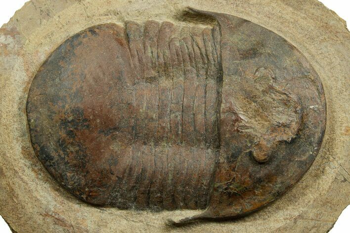 Well Preserved Asaphid Trilobite - Fezouata Formation #372411